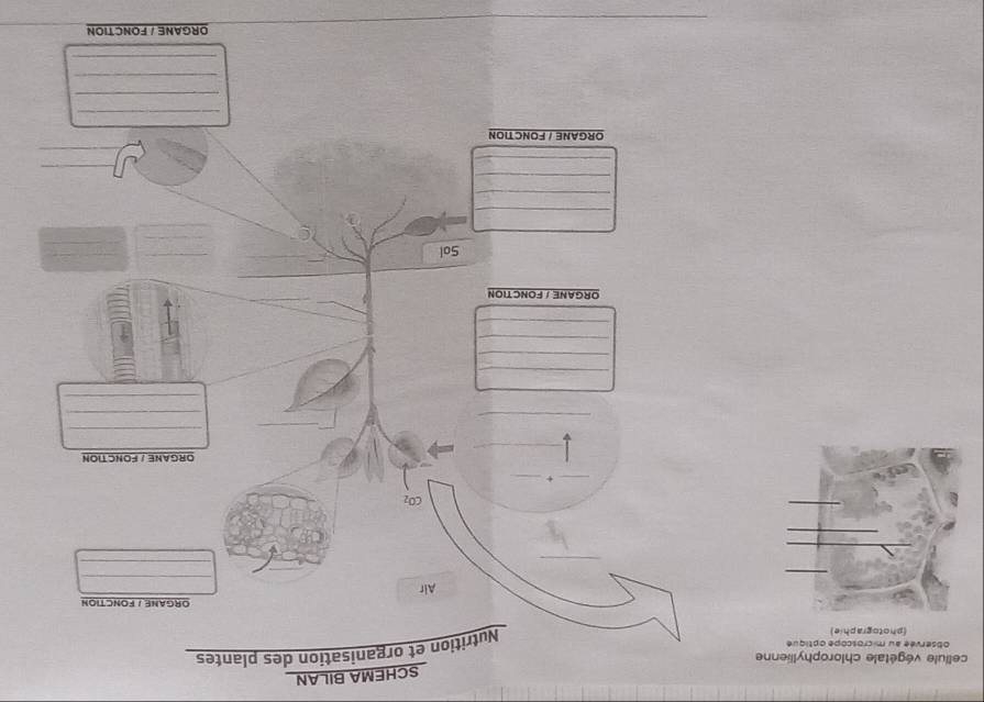 SCHEMA BILAN 
cellule végétale chlorophyllienne 
observée au microscope optique 
(photographie) 
Nutrition et organisation des plantes 
ORGANE / FONCTION 
_ 
Air 
_ 
_ 
_ 
CO_2 
__ 
_ 
ORGANE / FONCTION 
_ 
_ 
_ 
_ 
_ 
_ 
_ 
_ 
_ 
ORGANE ∫ FONCTION 
_ 
_ 
Sol 
_ 
_ 
_ 
_ 
_ 
_ 
_ 
ORGANE / FONC TION 
_ 
_ 
_ 
_ 
ORGANE / FONCTION