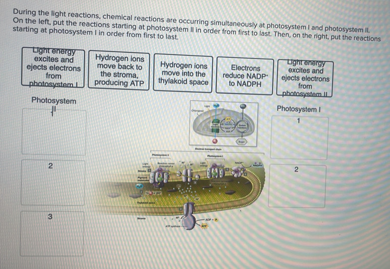 During the light reactions, chemical reactions are occurring simultaneously at photosystem I and photosystem II. 
On the left, put the reactions starting at photosystem II in order from first to last. Then, on the right, put the reactions 
starting at photosystem I in order from first to last. 
Light energy Hydrogen ions Light energy 
excites and Electrons excites and 
ejects electrons move back to Hydrogen ions move into the reduce NADP+ ejects electrons 
from the stroma, thylakoid space 
photosystem I producing ATP to NADPH from 
photosystem II 
Photosystem Photosystem I 
1 
Phiteoyto Potoyson 
2 
C
2
28
3
AOP + P