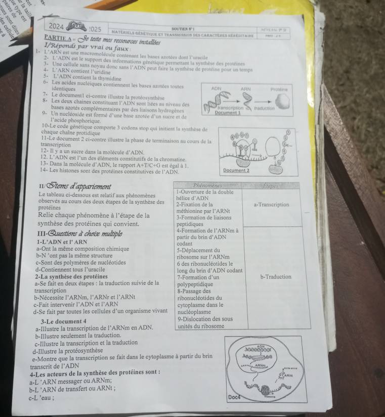 8 ÷ =
a n °
*    ×
8 2024 :025  Matériels génétique et thansmission des caractères déreditaire HEFEAN T D
SOUTIEN N |
a PARTIE A = Se teste mes ressources installées
I/Réponds par vrai ou faux :
L L'ARN est une macromolécule contenant les bases azotées dont l'uracile
2- L'ADN est le support des informations génétique permettant la synthèse des protéines
3. Une cellule sans noyau donc sans l'ADN peut faire la synthèse de protéine pour un temps
4- L*ARN contient l'uridine
5- L’ADN contient la thymidine
6- Les acides nucléiques contiennent les bases azotées toutes
identiques
7- Le document1 ci-contre illustre la protéosynthèse
8- Les deux chaines constituant l'ADN sont liées au niveau de
bases azotés complémentaires par des liaisons hydrogènes
9- Un nucléoside est formé d'une base azotée d'un sucre et de 
l'acide phosphorique
10-Le code génétique comporte 3 codons stop qui initient la synthèse de
chaque chaîne protidique
11-Le document 2 ci-contre illustre la phase de terminaison au cours de l
transcription
12- Il y a un sucre dans la molécule d'ADN.
12. L'ADN est l'un des éléments constitutifs de la chromatine.
13- Dans la molécule d'ADN, le rapport A+T/C+G est égal à 1.
14- Les histones sont des protéines constitutives de l'ADN. 
11 Étems d'appariement Phénomene Étapes
Le tableau ci-dessous est relatif aux phénomènes hélice d'ADN I-Ouverture de la double
observés au cours des deux étapes de la synthèse des
protéines 2-Fixation de la a-Transcription
Relie chaque phénomène à l'étape de la 3-Formation de liaisons méthionine par l'ARNt
synthèse des protéines qui convient. peptidiques
III-Questions à choix multiple 4-Formation de l'ARNm à
1-L'ADN et l' ARN partir du brin d ADN
a-Ont la même composition chimique 5-Déplacement du codant
b-N "ont pas la même structure ribosome sur l’ARNm
c-Sont des polymères de nucléotides 6 des ribonucléotides le
d-Contiennent tous l'uracile long du brin d'ADN codant
2-La synthèse des protéines 7-Formation d'un b-Traduction
a-Se fait en deux étapes : la traduction suivie de la
transcription polypeptidique 8-Passage des
b-Nécessite l’ARNm, l’ARNr et l'ARNt
c-Fait intervenir l’ADN et l’ARN ribonucléotides du
d-Se fait par toutes les cellules d’un organisme vivant cytoplasme dans le nucléoplasme
3-Le document 4 9-Dislocation des sous
a-Illustre la transcription de l’ARNm en ADN. unités du ribosome
b-Illustre sculement la traduction.
c-Illustre la transcription et la traduction
d-Illustre la protéosynthèse
e-Montre que la transcription se fait dans le cytoplasme à partir du brin
transcrit de l’ADN
4-Les acteurs de la synthèse des protéines sont :
a-L ‘ARN messager ou ARNm;
b-L *ARN de transfert ou ARNt ;
c-L 'eau ;