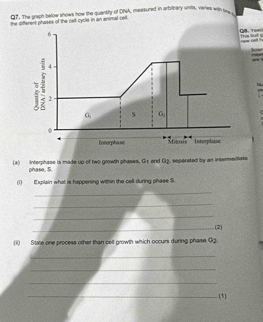 The graph below shows how the quantity of DNA, measured in arbitrary units, varies with time s 
the different phases of the cell cycle in an animal cell. 
6 
Q8. Yeas! 
This bud g 
new cell h 
Scien 
mass 
are s
4
Nu 
ye 
a ; 2 s
G_1
G_2
C 
0 
Interphase Mitosis Interphase 
(a) Interphase is made up of two growth phases. G1 and G_2 , separated by an intermediate 
phase, S. 
(i) Explain what is happening within the cell during phase S. 
_ 
_ 
_ 
_(2) 
(ii) State one process other than cell growth which occurs during phase G_2. 
_ 
_ 
_ 
_(1)