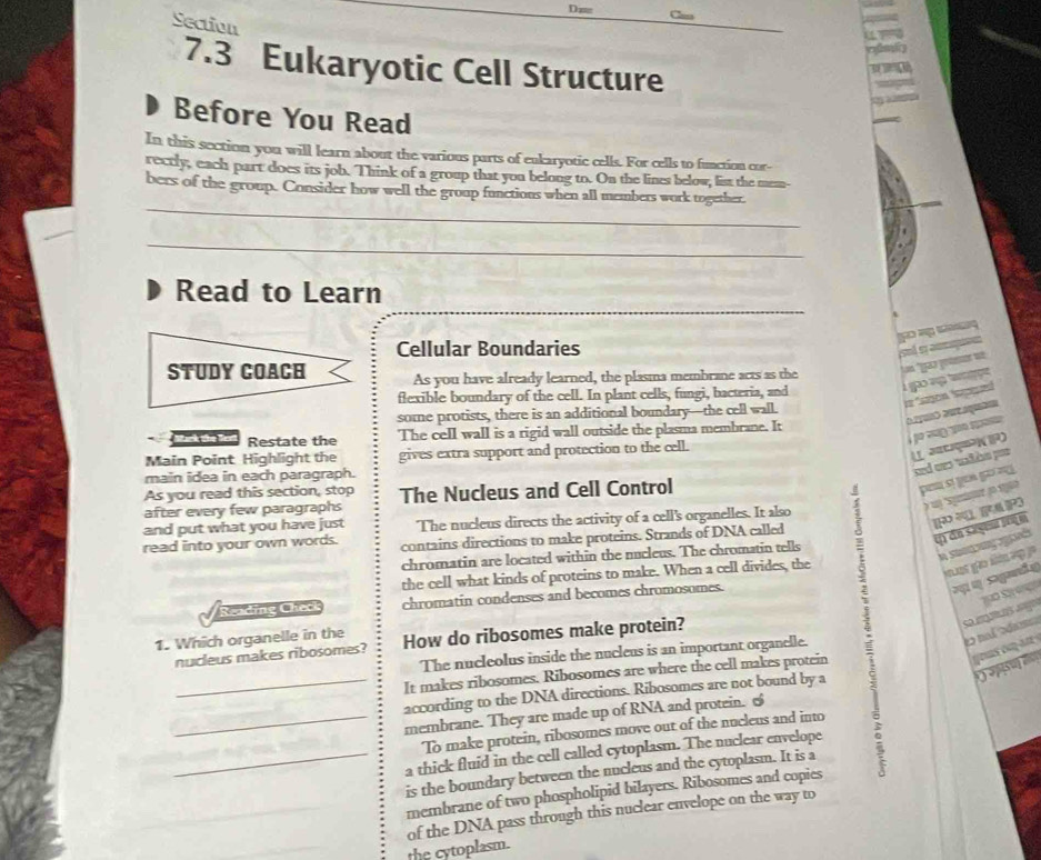 Dm Can
Section
7.3 Eukaryotic Cell Structure
Before You Read
In this section you will learn about the various parts of eukaryotic cells. For cells to function cor-
rectly, each part does its job. Think of a group that you belong to. On the lines below, list the mem
_
bers of the group. Consider how well the group functions when all members work together.
_
_
Read to Learn
Cellular Boundaries
As you have already learned, the plasma membrane acts as the        
flexible boundary of the cell. In plant cells, fungi, bacteria, and
20   
some protists, there is an additional boundary—the cell wall.
  
Mack the Bort Restate the The cell wall is a rigid wall outside the plasma membrane. It
Main Point Highlight the gives extra support and protection to the cell.
main idea in each paragraph.
=nd ee tadén ====
As you read this section, stop
after every few paragraphs The Nucleus and Cell Control
paa se  
S   
and put what you have just The nucleus directs the activity of a cell's organelles. It also
p  RP
() dn sagen loç o
read into your own words. contains directions to make proteins. Strands of DNA called
chromatin are located within the nucleus. The chromatin tells
the cell what kinds of proteins to make. When a cell divides, the
g   g 
ग q sagand a
Reading Check chromatin condenses and becomes chromosomes.
1. Which organelle in the How do ribosomes make protein?
The nucleolus inside the nucleus is an important organelle.
          
nucleus makes ribosomes?
        
_It makes ribosomes. Ribosomes are where the cell makes protein
according to the DNA directions. Ribosomes are not bound by a
1
_membrane. They are made up of RNA and protein. %
To make protein, ribosomes move out of the nucleus and into
_a thick fluid in the cell called cytoplasm. The nuclear envelope
is the boundary between the nucleus and the cytoplasm. It is a
membrane of two phospholipid bilayers. Ribosomes and copies
the cytoplasm. of the DNA pass through this nuclear envelope on the way to