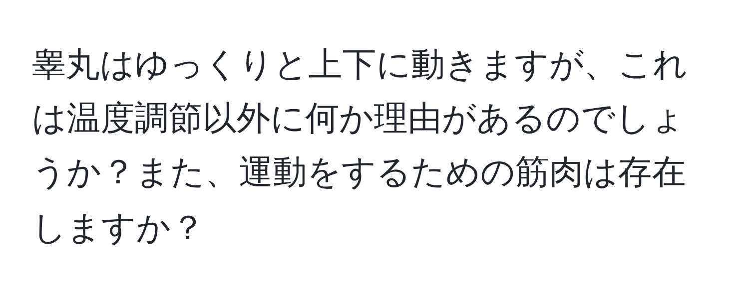 睾丸はゆっくりと上下に動きますが、これは温度調節以外に何か理由があるのでしょうか？また、運動をするための筋肉は存在しますか？