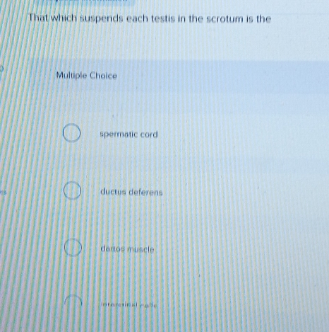 That which suspends each testis in the scrotum is the
Multiple Choice
spermatic cord
ductus deferens
dartos muscle
Intere insl calle