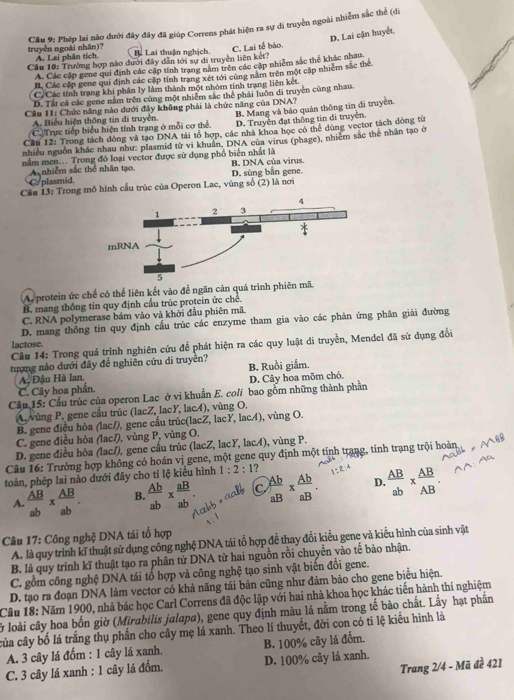 Cầu 9: Phép lai nào đưới đây đây đã giúp Correns phát hiện ra sự di truyền ngoài nhiễm sắc thể (di
D. Lai cận huyết.
truyền ngoài nhân)? C. Lai tế bào.
A. Lai phân tích. B. Lai thuận nghịch.
Câu 10: Trường hợp nào dưới đây dẫn tới sự di truyền liên kết?
A. Các cặp gene qui định các cặp tính trang nằm trên các cặp nhiễm sắc thể khác nhau.
B. Các cặp gene qui định các cặp tính trang xét tới cùng năm trên một cặp nhiễm sắc thể.
C. Các tính trạng khi phân ly làm thành một nhóm tính trạng liên kết.
D. Tất cả các gene nằm trên cùng một nhiễm sắc thể phải luôn di truyền cùng nhau.
Câu 11: Chức năng nào dưới đây không phải là chức năng của DNA?
B. Mang và bảo quản thông tin di truyền.
A. Biểu hiện thông tin di truyền.
C. Trực tiếp biểu hiện tính trạng ở mỗi cơ thể. D. Truyền đạt thống tin di truyền.
Cầu 12: Trong tách dòng và tạo DNA tái tổ hợp, các nhà khoa học có thể dùng vector tách dòng từ
nhiều nguồn khác nhau như: plasmid từ vi khuân, DNA của virus (phage), nhiễm sắc thể nhân tạo ở
nằm men... Trong đó loại vector được sử dụng phồ biến nhất là
A nhiễm sắc thể nhân tạo. B. DNA của virus.
plasmid. D. súng bắn gene.
Câu 13: Trong mô hình cấu trúc của Operon Lac, vùng số (2) là nơi
A. protein ức chế có thể liên kết vào để ngăn cản quá trình phiên mã.
B. mang thông tin quy định cấu trúc protein ức chế.
C. RNA polymerase bám vào và khởi đầu phiên mã.
D. mang thông tin quy định cấu trúc các enzyme tham gia vào các phản ứng phân giải đường
lactose.
Cầu 14: Trong quá trình nghiên cứu đề phát hiện ra các quy luật di truyền, Mendel đã sử dụng đối
tượng nào dưới đây đề nghiên cứu di truyền? B. Ruồi giấm.
A. Đậu Hà lan.
C. Cây hoa phần. D. Cây hoa mõm chó.
Cầu 15: Cầu trúc của operon Lac ở vi khuẩn E. coli bao gồm những thành phần
A. vùng P, gene cầu trúc (lacZ, lacY, lacA), vùng O.
B. gene điều hòa (lac/), gene cấu trúc(lacZ, lacY, lacA), vùng O.
C. gene điều hòa (lac/), vùng P, vùng O.
D. gene điều hòa (lac/), gene cấu trúc (lacZ, lacY, lacA), vùng P.
Câu 16: Trường hợp không có hoán vị gene, một gene quy định một tính trang, tính trạng trội hoàn
toàn, phép lai nào dưới đây cho tỉ lệ kiểu hình 1:2:1?
C
D
A.  AB/ab *  AB/ab . B.  Ab/ab *  aB/ab .  Ab/aB *  Ab/aB .  AB/ab *  AB/AB .
* Câu 17: Công nghệ DNA tái tổ hợp
A. là quy trình kĩ thuật sử dụng công nghệ DNA tái tổ hợp đề thay đồi kiểu gene và kiểu hình của sinh vật
B. là quy trình kĩ thuật tạo ra phân tử DNA từ hai nguồn rồi chuyển vào tế bào nhận.
C. gồm công nghệ DNA tái tổ hợp và công nghệ tạo sinh vật biến đổi gene.
D. tạo ra đoạn DNA làm vector có khả năng tái bản cũng như đảm bảo cho gene biểu hiện.
Câu 18: Năm 1900, nhà bác học Carl Correns đã độc lập với hai nhà khoa học khác tiến hành thí nghiệm
lở loài cây hoa bốn giờ (Mirabilis jalapa), gene quy định màu lá nằm trong tế bào chất. Lấy hạt phần
của cây bố lá trắng thụ phần cho cây mẹ lá xanh. Theo lí thuyết, đời con có tỉ lệ kiểu hình là
A. 3 cây lá đốm : 1 cây lá xanh. B. 100% cây lá đốm.
Trang 2/4 - Mã đề 421
C. 3 cây lá xanh : 1 cây lá đồm. D. 100% cây lá xanh.