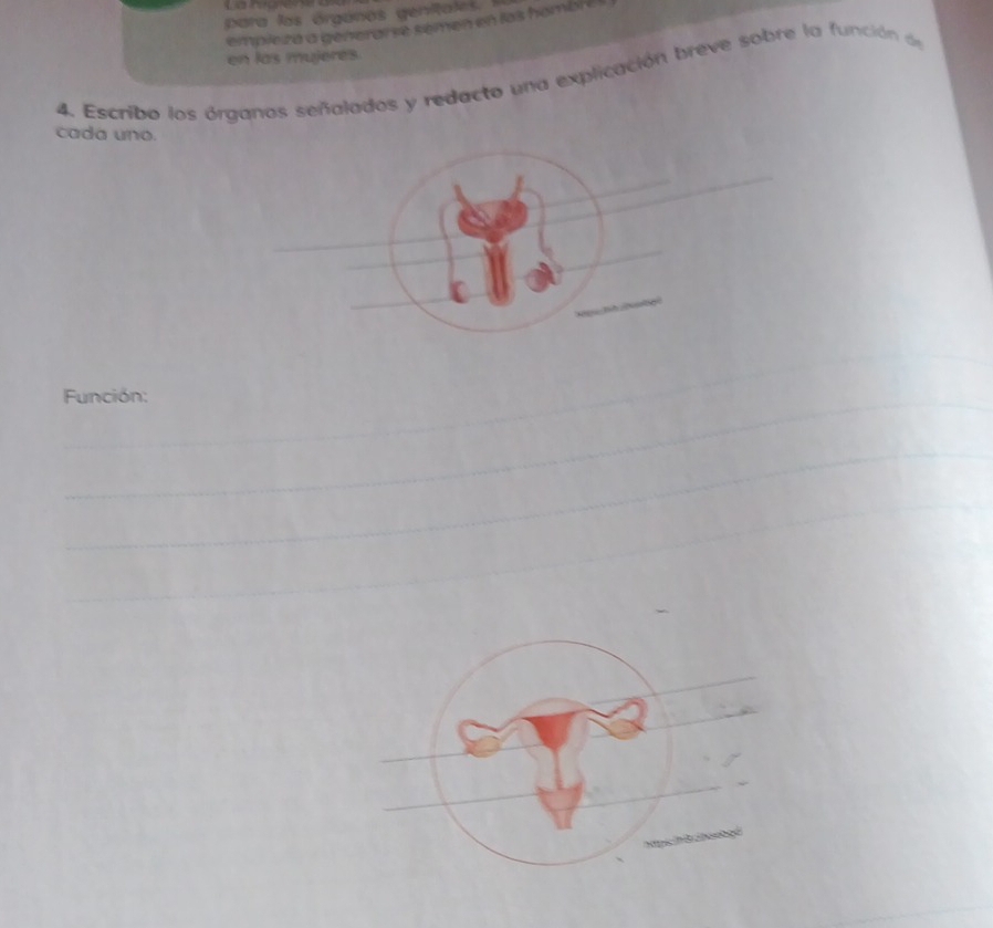 para las órgános genitales 
empleza a generarse semen en los hombl e 
en las mujeres 
4. Escribo los órganos señalados y redacto una explicación breve sobre la función de 
cada uno. 
_ 
_ 
_ 
_ 
_ 
_ 
_ 
Función: 
_ 
_ 
_ 
_ 
_ 
_ 
_ 
_