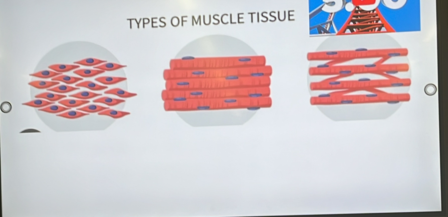 TYPES OF MUSCLE TISSUE