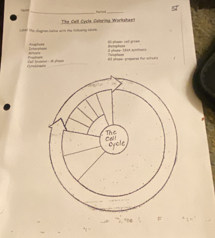 Name_ Period_ 
The Cell Cycle Coloring Worksheet 
Label the diagram below with the following labels. 
Anaphase G1 phase- cell grows 
Interphase Metaphase 
Mitosis S phase- DNA synthesis 
Prophase Telophase 
Cell Division - M phase G2 phase- prepares for mitosis 
Cytokinesis 
the