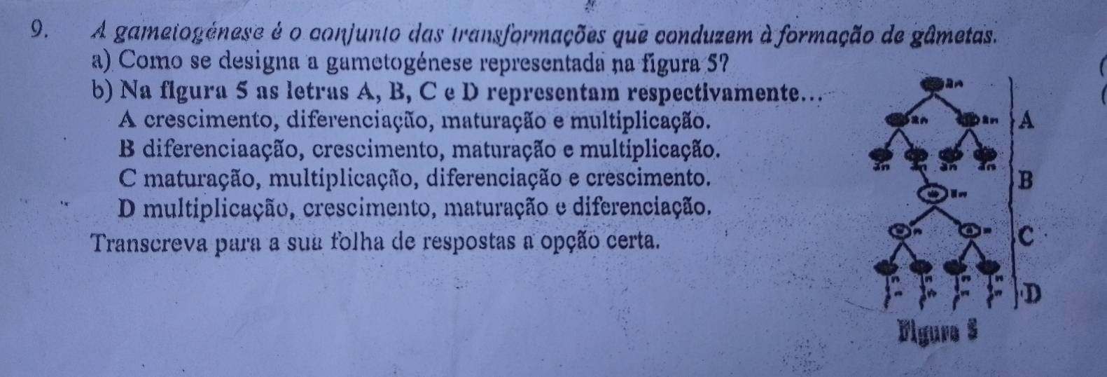 A gametogénese é o conjunto das transformações que conduzem à formação de gâmetas.
a) Como se designa a gametogénese representada na figura 57 
b) Na figura 5 as letras A, B, C e D representam respectivamente…
A crescimento, diferenciação, maturação e multiplicação.
B diferenciaação, crescimento, maturação e multiplicação.
C maturação, multiplicação, diferenciação e crescimento.
D multiplicação, crescimento, maturação e diferenciação.
Transcreva para a sua folha de respostas a opção certa.