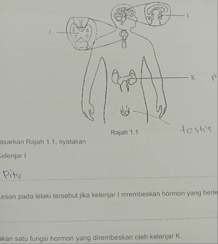 asarkan Raja 
elenjar l 
_ 
Kesan pada lelaki tersebut jika kelenjar I mrembeskan hormon yang berle 
_ 
akan satu fungsi hormon yang dirembeskan oleh kelenjar K.