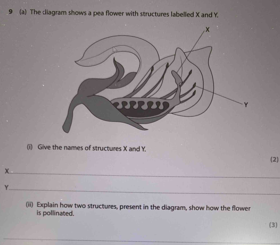 Solved: 9 (a) The diagram shows a pea flower with structures labelled X ...