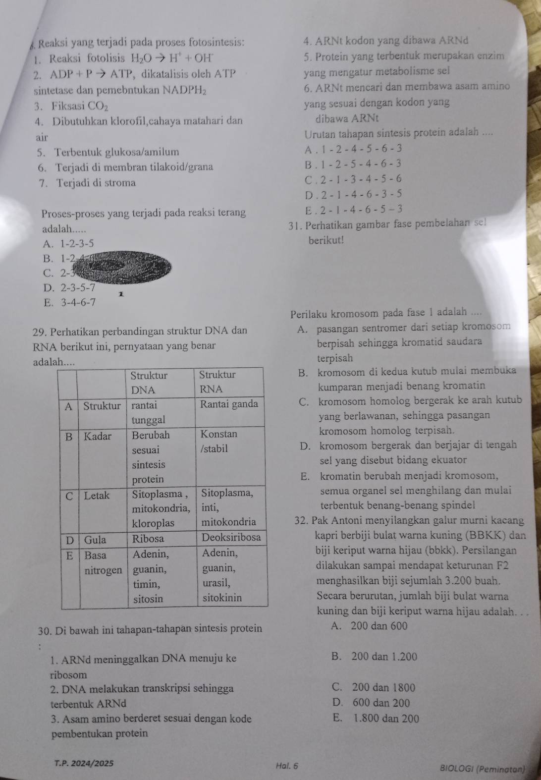 Reaksi yang terjadi pada proses fotosintesis: 4. ARNt kodon yang dibawa ARNd
1. Reaksi fotolisis H_2Oto H^++OH^- 5. Protein yang terbentuk merupakan enzim
2. ADP+Pto ATP , dikatalisis oleh ATP yang mengatur metabolisme sel
sintetase dan pemebntukan NADF H_2 6. ARNt mencari dan membawa asam amino
3. Fiksasi CO_2 yang sesuai dengan kodon yang
4. Dibutuhkan klorofil,cahaya matahari dan dibawa ARNt
air Urutan tahapan sintesis protein adalah ....
5. Terbentuk glukosa/amilum
A . 1-2-4-5-6-3
6. Terjadi di membran tilakoid/grana B . 1-2-5-4-6-3
7. Terjadi di stroma
C . 2-1-3-4-5-6
D. 2-1-4-6-3-5
Proses-proses yang terjadi pada reaksi terang E . 2-1-4-6-5-3
adalah..... 31. Perhatikan gambar fase pembelahan se!
A. 1-2-3-5 berikut!
B. 1-2
C. 2-3
D. 2-3-5-7
1
E. 3-4-6-7
Perilaku kromosom pada fase 1 adalah ....
29. Perhatikan perbandingan struktur DNA dan A. pasangan sentromer dari setiap kromosom
RNA berikut ini, pernyataan yang benar berpisah sehingga kromatid saudara
adaterpisah
B. kromosom di kedua kutub mulai membuka
kumparan menjadi benang kromatin
C. kromosom homolog bergerak ke arah kutub
yang berlawanan, sehingga pasangan
kromosom homolog terpisah.
D. kromosom bergerak dan berjajar di tengah
sel yang disebut bidang ekuator
E. kromatin berubah menjadi kromosom,
semua organel sel menghilang dan mulai
terbentuk benang-benang spindel
32. Pak Antoni menyilangkan galur murni kacang
kapri berbiji bulat warna kuning (BBKK) dan
biji keriput warna hijau (bbkk). Persilangan
dilakukan sampai mendapat keturunan F2
menghasilkan biji sejumlah 3.200 buah.
Secara berurutan, jumlah biji bulat warna
kuning dan biji keriput warna hijau adalah. . .
30. Di bawah ini tahapan-tahapan sintesis protein A. 200 dan 600
1. ARNd meninggalkan DNA menuju ke B. 200 dan 1.200
ribosom
2. DNA melakukan transkripsi sehingga C. 200 dan 1800
terbentuk ARNd D. 600 dan 200
3. Asam amino berderet sesuai dengan kode E. 1.800 dan 200
pembentukan protein
T.P. 2024/2025 Hal. 6 BIOLOGI (Peminatan)