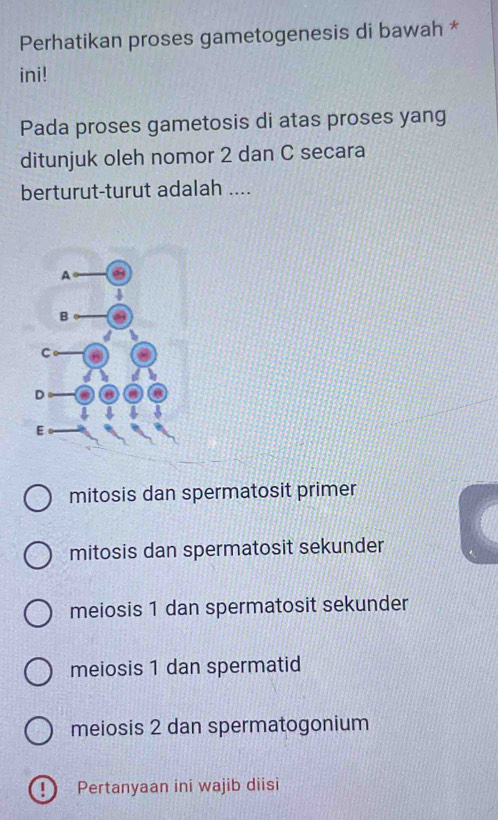 Perhatikan proses gametogenesis di bawah *
ini!
Pada proses gametosis di atas proses yang
ditunjuk oleh nomor 2 dan C secara
berturut-turut adalah ....
mitosis dan spermatosit primer
mitosis dan spermatosit sekunder
meiosis 1 dan spermatosit sekunder
meiosis 1 dan spermatid
meiosis 2 dan spermatogonium
! Pertanyaan ini wajib diisi