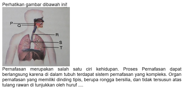 Perhatikan gambar dibawah ini! 
Pernafasan merupakan salah satu ciri kehidupan. Proses Pernafasan dapat 
berlangsung karena di dalam tubuh terdapat sistem pernafasan yang kompleks. Organ 
pernafasan yang memiliki dinding tipis, berupa rongga bersilia, dan tidak tersusun atas 
tulang rawan di tunjukkan oleh huruf ....