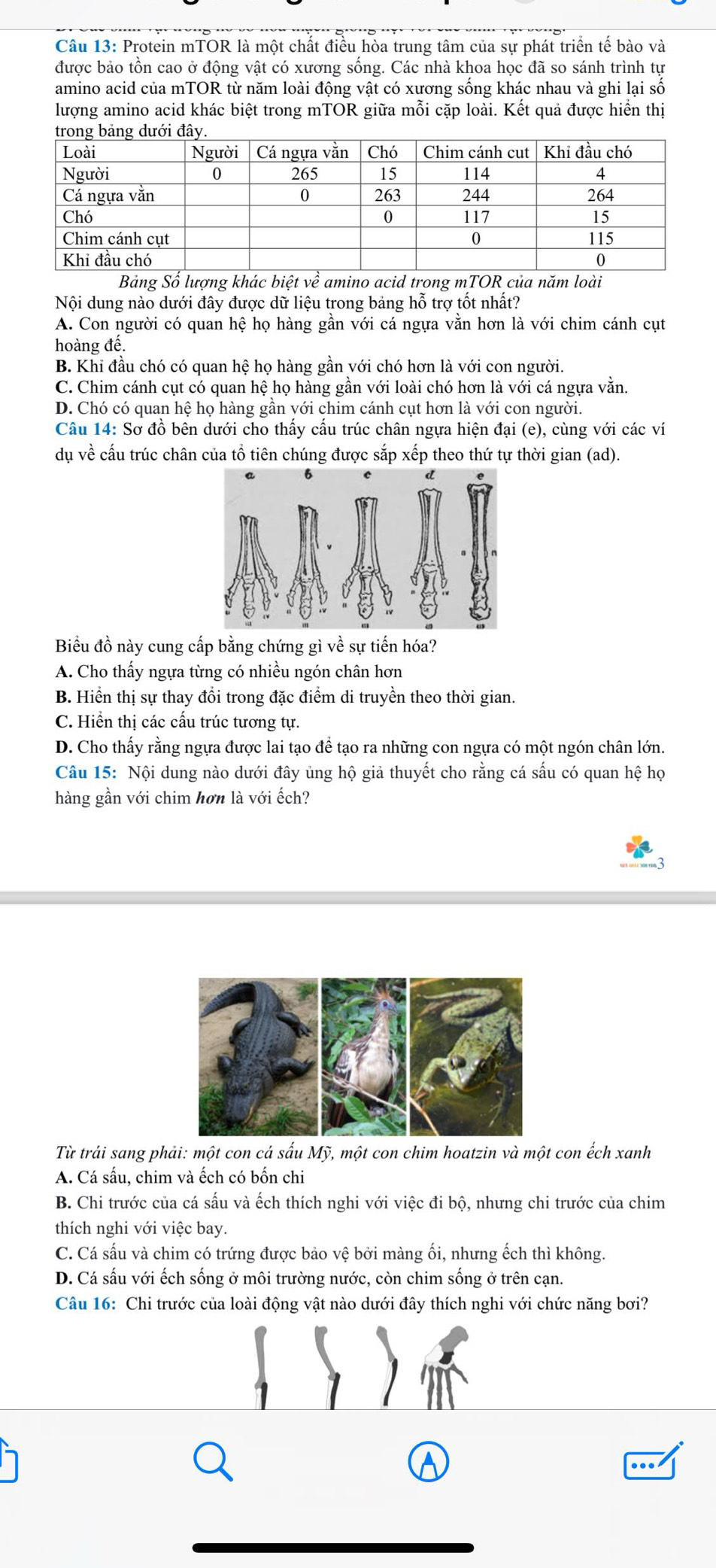 Protein mTOR là một chất điều hòa trung tâm của sự phát triển tế bào và
được bảo tồn cao ở động vật có xương sống. Các nhà khoa học đã so sánh trình tự
amino acid của mTOR từ năm loài động vật có xương sống khác nhau và ghi lại số
lượng amino acid khác biệt trong mTOR giữa mỗi cặp loài. Kết quả được hiển thị
Bảng Số lượng khác biệt về amino acid trong mTOR của năm loài
Nội dung nào dưới đây được dữ liệu trong bảng hỗ trợ tốt nhất?
A. Con người có quan hệ họ hàng gần với cá ngựa vằn hơn là với chim cánh cụt
hoàng đế.
B. Khi đầu chó có quan hệ họ hàng gần với chó hơn là với con người.
C. Chim cánh cụt có quan hệ họ hàng gần với loài chó hơn là với cá ngựa vằn.
D. Chó có quan hệ họ hàng gần yới chim cánh cụt hơn là với con người.
Câu 14: Sơ đồ bên dưới cho thấy cấu trúc chân ngựa hiện đại (e), cùng với các ví
dụ về cấu trúc chân của tổ tiên chúng được sắp xếp theo thứ tự thời gian (ad).
6
d
Biểu đồ này cung cấp bằng chứng gì về sự tiến hóa?
A. Cho thấy ngựa từng có nhiều ngón chân hơn
B. Hiển thị sự thay đổi trong đặc điểm di truyền theo thời gian.
C. Hiển thị các cấu trúc tương tự.
D. Cho thấy rằng ngựa được lai tạo đề tạo ra những con ngựa có một ngón chân lớn.
Câu 15: Nội dung nào dưới đây ủng hộ giả thuyết cho rằng cá sấu có quan hệ họ
hàng gần với chim hơn là với ếch?
Từ trải sang phải: một con cá sấu Mỹ, một con chim hoatzin và một con ếch xanh
A. Cá sấu, chim và ếch có bốn chi
B. Chi trước của cá sấu và ếch thích nghi với việc đi bộ, nhưng chi trước của chim
thích nghi với việc bay.
C. Cá sấu và chim có trứng được bảo vệ bởi màng ối, nhưng ếch thì không.
D. Cá sấu với ếch sống ở môi trường nước, còn chim sống ở trên cạn.
Câu 16: Chi trước của loài động vật nào dưới đây thích nghi với chức năng bơi?