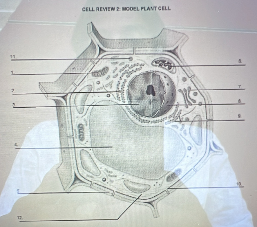 CELL REVIEW 2: MODEL PLANT CELl 
1 
1 
12.