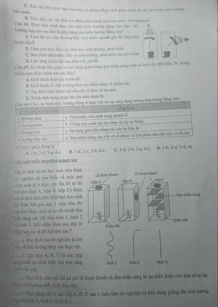 C. Kẻo dài thời gian ngủ của hạt, cù giống bằng cách giám nhiệt độ, độ âm trong môi trường
bảo quán.
D. Thúc đầy các cây thân leo phát triển bằng cách làm giản, mở rộng giản.
Câu 44: Hình bên minh họa cho một kiểu hướng động của thực vật.
Trường hợp nào sau đây là ứng dụng của kiểu hướng động này?
A. Làm đất tơi xốp, thoáng khí, tưới nước quanh gốc đễ tăng kích
thước bộ rễ.
B. Làm giàn thúc đẩy cây thân leo sinh trường, phát triển.
C. Bỏn phần nhằm thúc đảy sự sinh trưởng, phát triển của cây trồng.
D. Làm tăng chiều dài của thân cây giả đỗ.
Cầu 45: Kỹ thuật làm giản và mở rộng giản trong quá trình trống một số loài cây như bầu, bi, mướp
nhằm mục đích chính nào sau đây?
A. Kích thích thân cây vươn dải.
B. Kích thích rễ sinh trường theo cá chiều rộng và chiều sâu.
C. Tạo điều kiện thuận lợi cho cây ra hoa và tạo quả.
D. Tránh tỉnh trạng ngập lụt vào mùa mưa lũ.
c ứng dụng tương ứng trong bảng sau:
Tổ hợp ý ghép đúng là
A. 1-b; 2-d; 3-a; 4-c. B. 1-d; 2-a; 3-b; 4-c. C. 1-d; 2-b; 3-a; 4-c. D. 1-b; 2-a; 3-d; 4c.
CCU HỏI TRÁC NGHIỆM ĐÚNG SAI
Cầu 1: Một nhóm học sinh tiến hành
thi nghiệm để tìm hiểu về một quá
trình sinh lý ở thực vật. Ba bố trí th
nghiệm (hộp A, hộp B, hộp C) đượ
mô tả lại ở hình bên. Một bạn học sinh
dự đoán kết quả sau 1 tuần làm th
ghiệm bằng cách vẽ sơ đồ minh họa
hình đạng các cây như hình 1, hình 
và hình 3. Mỗi nhận định sau đây l
đứng hay sai về thí nghiệm này?
...... a. Mục đích của thí nghiệm là tìm
iều về tính hướng sáng của thực vật.
.;;; b. Các hộp A, B, C là các hộ
rong suốt tạo điều kiện cho ánh sán
chiêu vào cây.
_c. Mục đích của việc bổ trí các lỗ được khoét và tấm chấn sáng là tạo điều kiện cho ánh sáng tác
động một hướng nhất định đến cây.
Ma đ. Hình dạng cây ở các hộp A, B, C sau 1 tuần làm thí nghiệm có khả năng giống lần lượt tương
g với hình 3, hình 2 và hình 1.