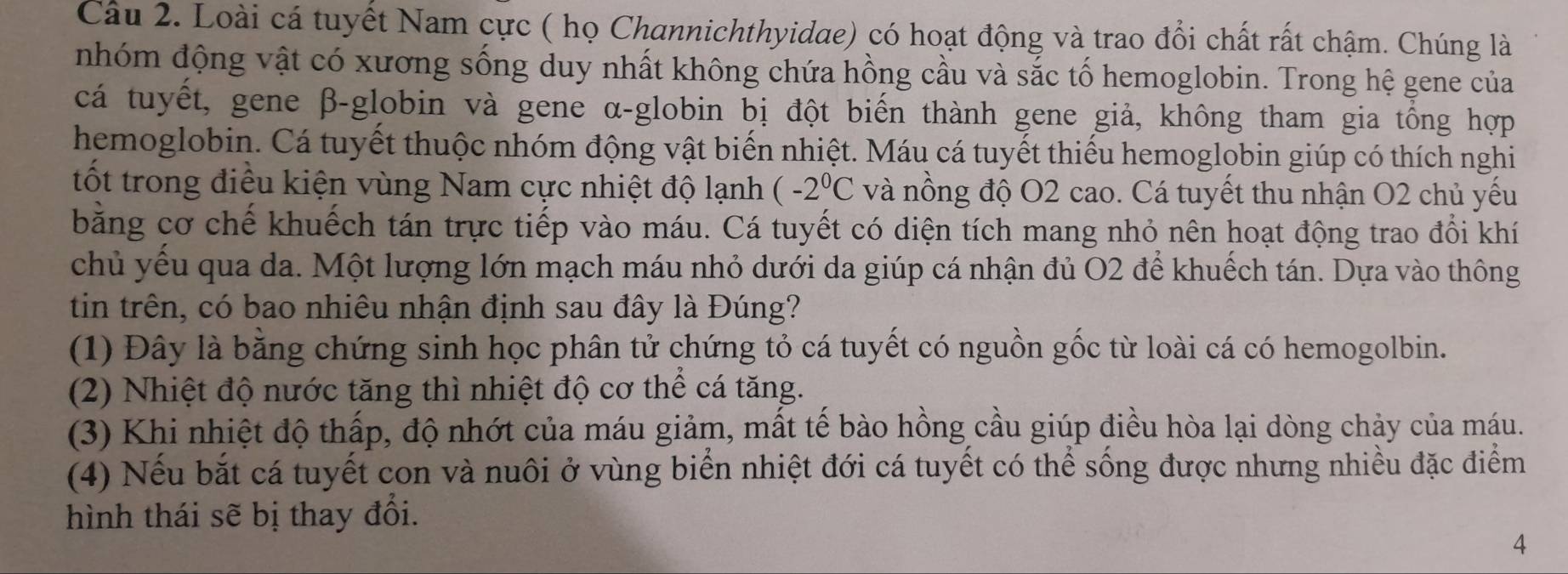 Loài cá tuyết Nam cực ( họ Channichthyidae) có hoạt động và trao đổi chất rất chậm. Chúng là
nhóm động vật có xương sống duy nhất không chứa hồng cầu và sắc tố hemoglobin. Trong hệ gene của
cá tuyết, gene β -globin và gene α -globin bị đột biến thành gene giả, không tham gia tổng hợp
hemoglobin. Cá tuyết thuộc nhóm động vật biến nhiệt. Máu cá tuyết thiếu hemoglobin giúp có thích nghi
tốt trong điều kiện vùng Nam cực nhiệt độ lạnh (-2^0C và nồng độ O2 cao. Cá tuyết thu nhận O2 chủ yếu
bằng cơ chế khuếch tán trực tiếp vào máu. Cá tuyết có diện tích mang nhỏ nên hoạt động trao đổi khí
chủ yếu qua da. Một lượng lớn mạch máu nhỏ dưới da giúp cá nhận đủ O2 để khuếch tán. Dựa vào thông
tin trên, có bao nhiêu nhận định sau đây là Đúng?
(1) Đây là bằng chứng sinh học phân tử chứng tỏ cá tuyết có nguồn gốc từ loài cá có hemogolbin.
(2) Nhiệt độ nước tăng thì nhiệt độ cơ thể cá tăng.
(3) Khi nhiệt độ thấp, độ nhớt của máu giảm, mất tế bào hồng cầu giúp điều hòa lại dòng chảy của máu.
(4) Nếu bắt cá tuyết con và nuôi ở vùng biển nhiệt đới cá tuyết có thể sống được nhưng nhiều đặc điểm
hình thái sẽ bị thay đổi.
4