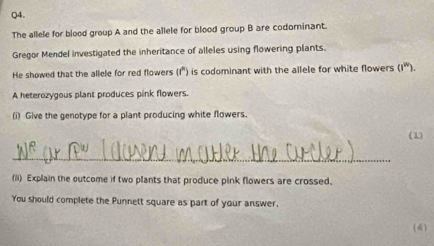 The allele for blood group A and the allele for blood group B are codominant. 
Gregor Mendel investigated the inheritance of alleles using flowering plants. 
He showed that the allele for red flowers (I^R) is codominant with the allele for white flowers (I^W). 
A heterozygous plant produces pink flowers. 
(i) Give the genotype for a plant producing white flowers. 
(1) 
_ 
(ii) Explain the outcome if two plants that produce pink flowers are crossed. 
You should complete the Punnett square as part of your answer. 
(4)