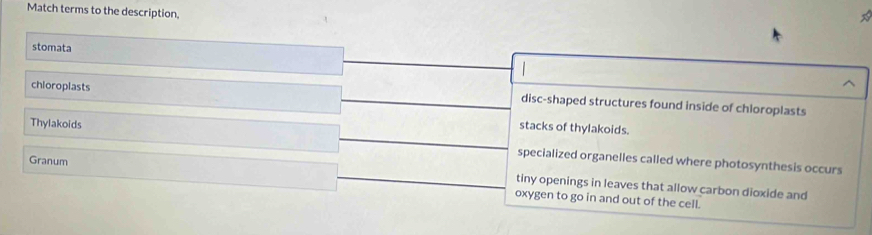Match terms to the description.
stomata
chloroplasts disc-shaped structures found inside of chloroplasts
stacks of thylakoids.
Thylakoids specialized organelles called where photosynthesis occurs
Granum
tiny openings in leaves that allow carbon dioxide and
oxygen to go in and out of the cell.