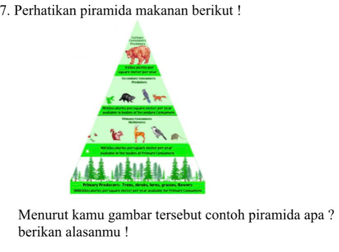 Perhatikan piramida makanan berikut ! 
Menurut kamu gambar tersebut contoh piramida apa ? 
berikan alasanmu !