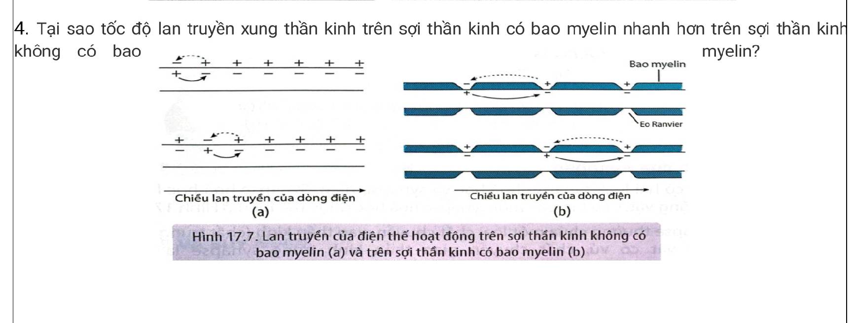 Tại sao tốc độ lan truyền xung thần kinh trên sợi thần kinh có bao myelin nhanh hơn trên sợi thần kinh 
không có bao myelin? 
+ + + + + + 
+ 
+ 
+ + + + 
+ 
— 
Chiều lan truyền của dòng điện 
(a) 
Hình 17.7. Lan truyền của điện thế hoạt động trên sợi thần kinh không có 
bao myelin (a) và trên sợi thần kinh có bao myelin (b)