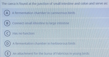 The caeca is found at the junction of small intestine and colon and serve as:
A)A fermentation chamber in carnivorous birds
B ) Connect small intestine to large intestine
CHas no function
D.) A fermentation chamber in herbivorous birds
E) An attachment for the bursa of Fabricius in young birds