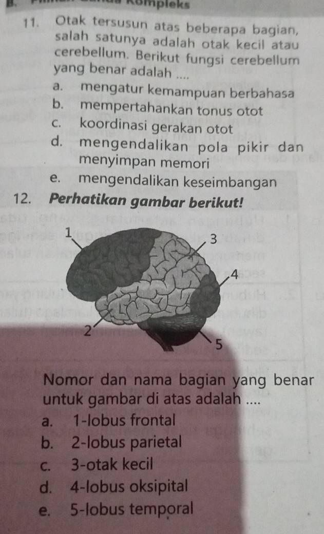 Kompleks
11. Otak tersusun atas beberapa bagian,
salah satunya adalah otak kecil atau
cerebellum. Berikut fungsi cerebellum
yang benar adalah ....
a. mengatur kemampuan berbahasa
b. mempertahankan tonus otot
c. koordinasi gerakan otot
d. mengendalikan pola pikir dan
menyimpan memori
e. mengendalikan keseimbangan
12. Perhatikan gambar berikut!
Nomor dan nama bagian yang benar
untuk gambar di atas adalah ....
a. 1 -lobus frontal
b. 2 -lobus parietal
c. 3 -otak kecil
d. 4 -lobus oksipital
e. 5 -lobus temporal