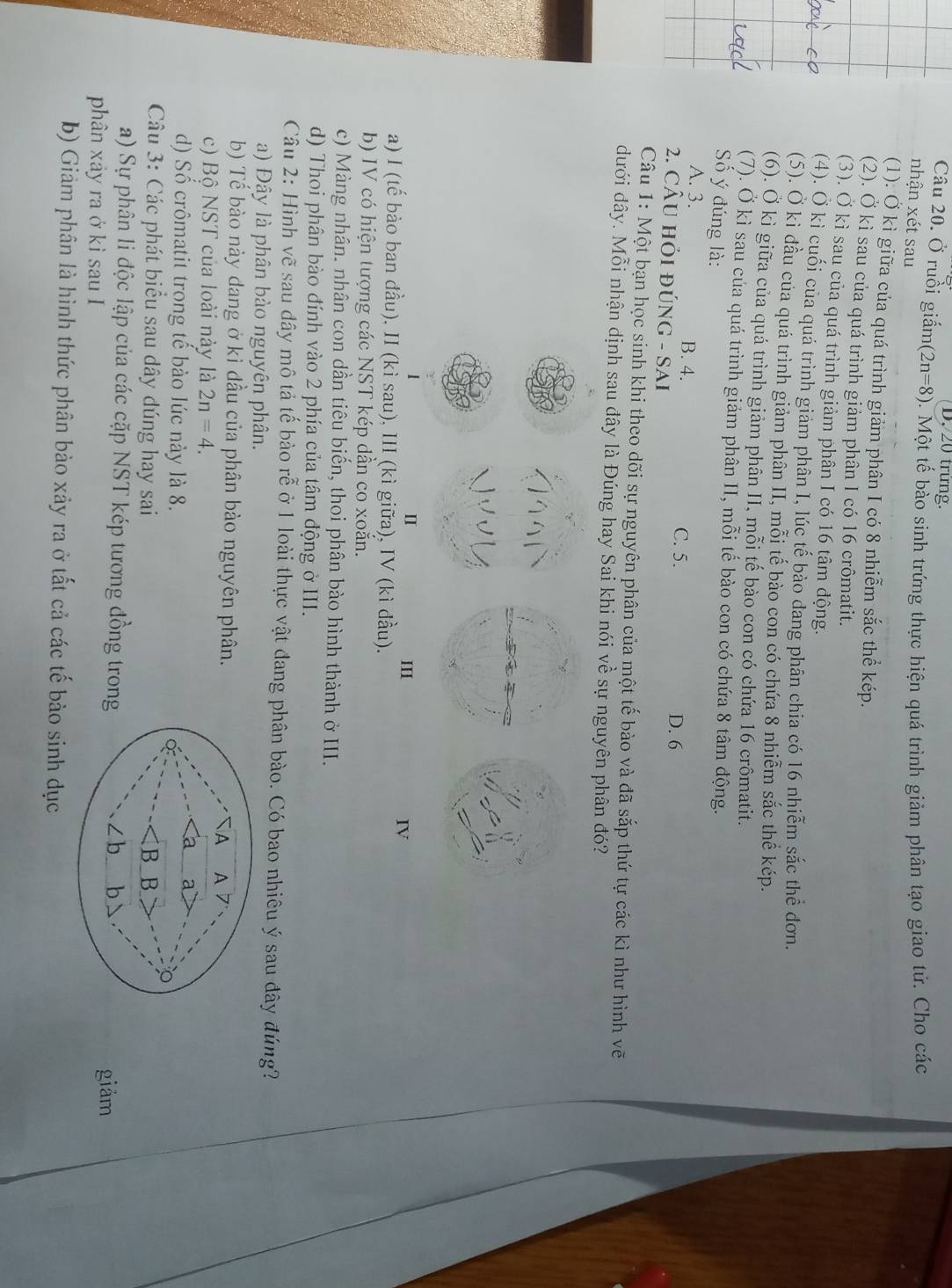 trừng.
Câu 20. Ở ruồi giấm (2n=8) 1. Một tế bào sinh trứng thực hiện quá trình giảm phân tạo giao tử. Cho các
nhận xét sau
(1). Ở kì giữa của quá trình giảm phân I có 8 nhiễm sắc thể kép.
(2). Ở kì sau của quá trình giảm phân I có 16 crômatit.
(3). Ở kì sau của quá trình giảm phân I có 16 tâm động.
(4). O kì cuối của quá trình giam phân I, lúc tế bảo dang phân chia có 16 nhiễm sắc thể đơn.
(5). Ở kì đầu của quá trình giảm phân II, mỗi tế bào con có chứa 8 nhiễm sắc thể kép.
(6). Ở kì giữa của quá trình giảm phân II, mỗi tế bào con có chứa 16 crômatit.
(7). Ở kì sau của quá trình giảm phân II, mỗi tế bào con có chứa 8 tâm động.
ố ý đúng là:
A. 3. B. 4. C. 5. D. 6
2. CÂU hỏi đú NG-SA I
Câu 1: Một bạn học sinh khi theo dõi sự nguyên phân của một tế bào và đã sắp thứ tự các kì như hình vẽ
đưới đây. Mỗi nhận dịnh sau đây là Đúng hay Sai khi nói về sự nguyên phân đó?
II III IV
a) I (tế bào ban đầu), II (kì sau), III (kì giữa), IV (kì đầu).
b) IV có hiện tượng các NST kép dần co xoắn.
c) Màng nhân. nhân con dần tiêu biến, thoi phân bào hình thành ở III.
d) Thoi phân bào đính vào 2 phía của tâm động ở III.
Câu 2: Hình vẽ sau dây mô tả tế bào rễ ở 1 loài thực vật đang phân bào. Có bao nhiêu ý sau đây đứng?
a) Đây là phân bào nguyên phân.
b) Tế bào này dang ở kỉ đầu của phân bào nguyên phân.
c) Bộ NST của loài này là 2n=4.
d) Số crômatit trong tế bào lúc này là 8.
Câu 3: Các phát biểu sau dây dúng hay sai
a) Sự phân li độc lập của các cặp NST kép tương đồng tron
phân xảy ra ở kì sau I
giảm
b) Giảm phân là hình thức phân bào xảy ra ở tất cả các tế bảo sinh dục