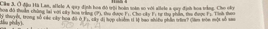 Hình 4 
Câu 3. Ở đậu Hà Lan, allele A quy định hoa đô trội hoàn toàn so với allele a quy định hoa trắng. Cho cây 
hoa đỏ thuần chủng lai với cây hoa trắng (P), thu được F_1. Cho cây F_1 tự thụ phần, thu được F_2. Tính theo 
lý thuyết, trong số các cây hoa đỏ ở F_2 , cây dị hợp chiếm tỉ lệ bao nhiêu phần trăm? (làm tròn một số sau 
dầu phầy).