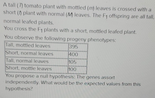 A tall (7) tomato plant with mottled (m) leaves is crossed with a 
short (1) plant with normal (M) leaves. The F_1 offspring are all tall, 
normal leafed plants. 
You cross the F_1 plants with a short, mottled leafed plant. 
You observe the following progeny otypes: 
You propose a null hypothesis: The genes assort 
independently. What would be the expected values from this 
hypothesis?