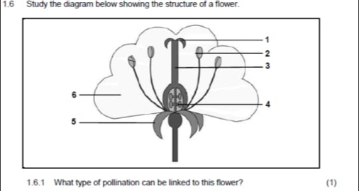 1.6 Study the diagram below showing the structure of a flower. 
1.6.1 What type of pollination can be linked to this flower? (1)