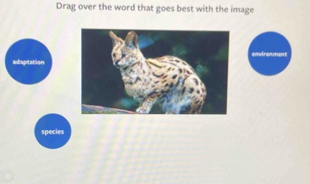 Drag over the word that goes best with the image 
environment 
adaptation 
species