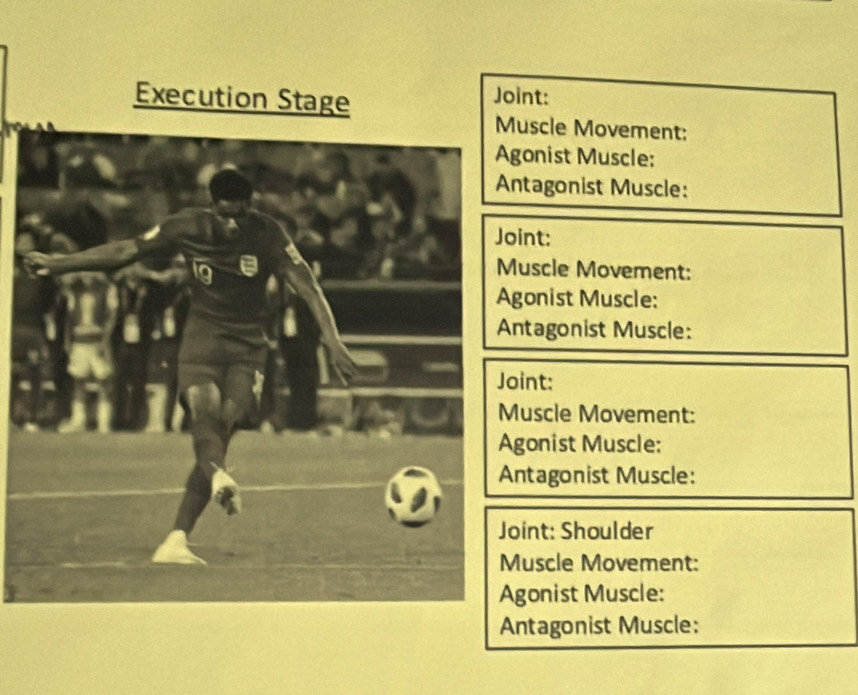 oint: 
uscle Movement: 
gonist Muscle: 
ntagonist Muscle: 
oint: 
uscle Movement: 
gonist Muscle: 
ntagonist Muscle: 
oint: 
uscle Movement: 
gonist Muscle: 
ntagonist Muscle: 
oint: Shoulder 
uscle Movement: 
gonist Muscle: 
ntagonist Muscle: