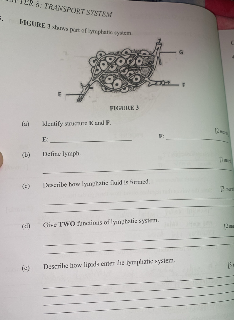 TER 8: TRANSPORT SYSTEM 
3、 FIGURE 3 shows part of lymphatic system. 
(a) Identify structure E and F. 
[2 marki 
E:_ 
F:_ 
(b) Define lymph. 
[1 mari 
_ 
(c) Describe how lymphatic fluid is formed. 
[2 mark 
_ 
_ 
(d) Give TWO functions of lymphatic system. 
[2 ma 
_ 
_ 
_ 
(e) Describe how lipids enter the lymphatic system. 
[3 
_ 
_ 
_