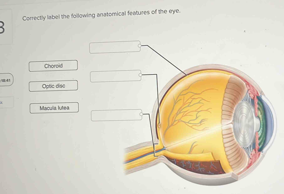 Correctly label the following anatomical features of the eye.
Choroid
:18:41
Optic disc
k
Macula lutea