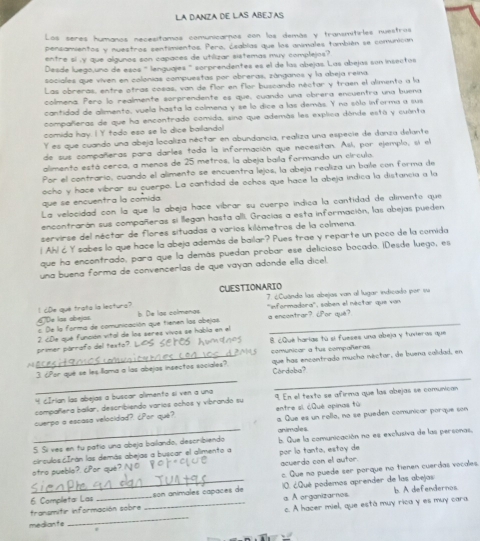 LA DANZA DE LAS ABEJAS
Los seres humanos necesitamos comunicarnos con los demás y transmitirles nuestros
pensamientos y nuestros sentimientos. Pero, ásablas que los animales también se comunican
entre si ,y que algunos son capaces de utilizar sistemas muy complejos ?
Desde luego,uno de esos ' lenguajes " sorprendentes es el de las abejas. Las abejas son insectos
sociales que viven en colonias compuestas por obreras, zánganos y la abeja reina.
Las obreras, entre otras cosas, van de flor en flor buscando néctar y traen el alimento a la
colmena. Pero lo realmente sorprendente es que, cuando una obrera encuentra una buena
cantidad de alimento, vuela hasta la colmena y se lo dice a las demás. Y na sólo informa a sus
compañeras de que ha encontrado comida, sino que además les explica dónde está y cuánta
comida hay. | Y todo eso se lo dice bailando!
Y es que cuando una abeja localiza néctar en abundancia, realiza una especie de danza delante
de sus compañeras para darles toda la información que necesitan. Así, por ejemplo, si el
alimento está cerca, a menos de 25 metros, la abeja baíla formando un circula,
Por el contrario, cuando el alimento se encuentra lejos, la abeja realiza un baíle con forma de
ocho y hace vibrar su cuerpo. La cantidad de ochos que hace la abeja indica la distancia a la
que se encuentra la comida.
La velocidad con la que la abeja hace víbrar su cuerpó índica la cantidad de alimento que
encontrarán sus compañeras si llegan hasta alli. Gracias a esta información, las abejas pueden
servirse del néctar de flores situadas a varios kilómetros de la colmena.
( Ah) ८ Y sabes lo que hace la abeja además de bailar? Pues trae y reparte un poco de la comida
que ha encontrado, para que la demás puedan probar ese delicioso bocado. ¡Desde luego, es
una buena forma de convencerlas de que vayan adonde ella dícel.
CUESTIONARIO
7. ¿Cuândo las abejas van al lugar indicado por su
I cDe que trata la lestura?
De las abejas E De la forma de comunicación que tienen los abejas b De lạc colmenas ''nformadora'', soben el néctar que van
a encomtrar? ¿Por qué?
2. ¿De qué función vital de los seres vivos se habla en el
primer párrafo del tex 8. ¿Qué harías tú sí fueses una abeja y tuvieras que
comunicar a tus compañeras
3. ¿Por qué se les-lama a las abejas insectos sociales? que has encontrado mucho néctar, de buena calidad, en
Córdoba?
_
_
4 dérian las abejas a buscar alimento si ven a una 9. En el texto se afirma que las obejas se comunican
compañera baílar, describiendo varios ochos y vibrando su
cuerpo a escasa velocidad?. ¿Por què? entre si. ¿Qué opinas tù a Que es un rollo, no se pueden comunicar porque son
5. Si ves en tu patío una abeja bailando, describiendo animales
circulas.óIrán las demás abejas a buscar el alimento a b. Que la comunicación no es exclusiva de las personas,
otro pueblo?. cPor què? N por lo tanto, estoy de acuerdo con el autor.
c. Que no puede ser porque no tienen cuerdas vocales.
_6. Completa: Las son anímales capacés de 10. ¿Qué podemos aprender de las abejas
transmitir información sobre . A organizarnos b. A diefendernos
mediante __c. A hacer miel, que está muy rica y es muy cara