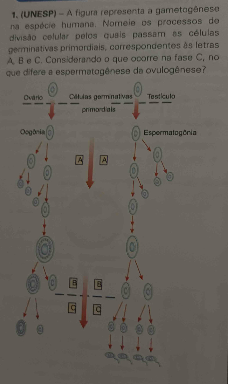 (UNESP) - A figura representa a gametogênese
na espécie humana. Nomeie os processos de
divisão celular pelos quais passam as células
germinativas primordiais, correspondentes às letras
A. B e C. Considerando o que ocorre na fase C, no
que difere a espermatogênese da ovulogênese?