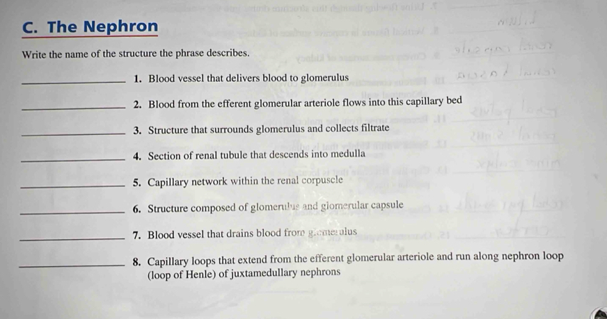 The Nephron 
Write the name of the structure the phrase describes. 
_1. Blood vessel that delivers blood to glomerulus 
_2. Blood from the efferent glomerular arteriole flows into this capillary bed 
_3. Structure that surrounds glomerulus and collects filtrate 
_4. Section of renal tubule that descends into medulla 
_5. Capillary network within the renal corpuscle 
_6. Structure composed of glomerulus and glomerular capsule 
_7. Blood vessel that drains blood from glemerulus 
_8. Capillary loops that extend from the efferent glomerular arteriole and run along nephron loop 
(loop of Henle) of juxtamedullary nephrons