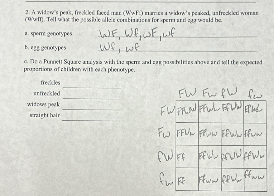 A widow’s peak, freckled faced man (WwFf) marries a widow’s peaked, unfreckled woman 
(Wwff). Tell what the possible allele combinations for sperm and egg would be. 
a. sperm genotypes_ 
b. egg genotypes_ 
c. Do a Punnett Square analysis with the sperm and egg possibilities above and tell the expected 
proportions of children with each phenotype. 
_ 
freckles 
_ 
unfreckled 
_ 
widows peak 
_ 
straight hair