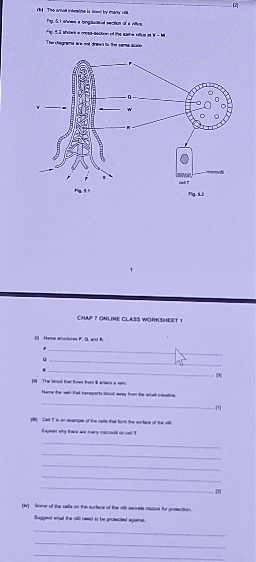 (2] 
(b) The small intestine is lined by many villi. 
Fig. 5.1 shows a longitudinal section of a villus. 
Fig. 5.2 shows a cross-section of the same villus at V - W. 
The diagrams are not drawn to the same scale. 
CHAP 7 ONLINE CLASS WORKSHEET 1 
(1) Name structures P. Q, and R. 
_ 
_Q 
_R 
(R) The blood that flows from S entars a vein. 
Name the vein that iransports blood away from the small inteetine. 
_ 
[1] 
(W) Cell T is an example of the cells that form the surtace of the villi. 
Explain why there are many microvili on call T. 
_ 
_ 
_ 
_ 
_ 
[2 
(iv) Some of the calls on the surface of the vii secrete mucus for protection. 
Suggest what the villl need to be protected against 
_ 
_ 
_