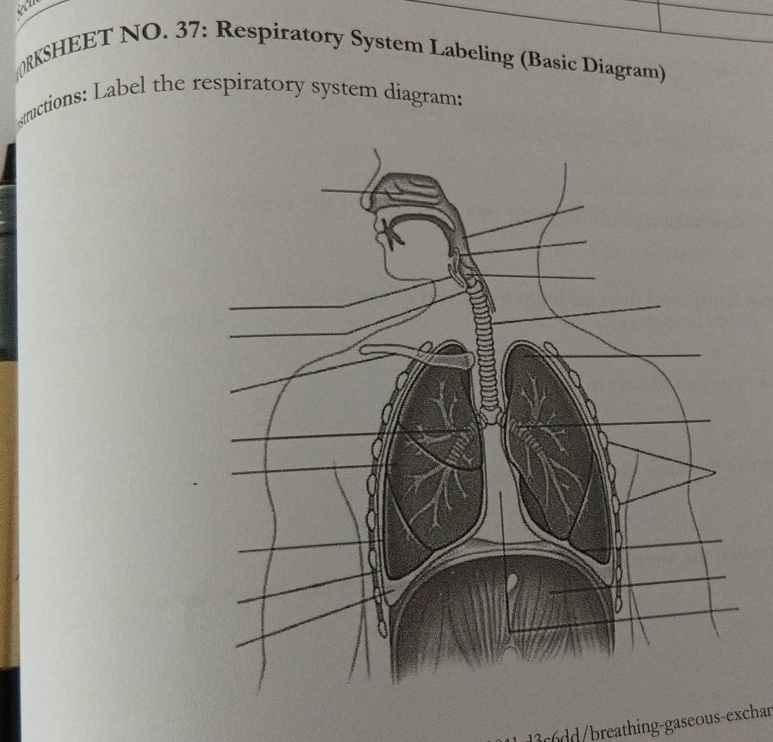Solved: RKSHEET NO. 37: Respiratory System Labeling (Basic Diagram ...