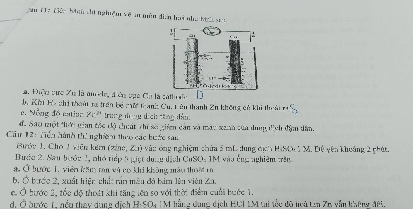 lầu 11: Tiến hành thí nghiệm về ăn mòn điện hoá như hình sau.
a. Điện cực Zn là anode, điện cực Cu là cathode.
b. Khí H_2 chỉ thoát ra trên bề mặt thanh Cu, trên thanh Zn không có khí thoát ra.
c. Nồng độ cation Zn^(2+) trong dung dịch tăng dần.
d. Sau một thời gian tốc độ thoát khí sẽ giảm dần và màu xanh của dung dịch đậm dần.
Câu 12: Tiến hành thí nghiệm theo các bước sau:
Bước 1. Cho 1 viên kẽm (zinc, Zn) vào ống nghiệm chứa 5 mL dung dịch H_2SO_41 M. Đề yên khoảng 2 phút.
Bước 2. Sau bước 1, nhỏ tiếp 5 giọt dung dịch CuSO₄ 1M vào ống nghiệm trên.
a. Ở bước 1, viên kẽm tan và có khí không màu thoát ra.
b. Ở bước 2, xuất hiện chất rắn màu đỏ bám lên viên Zn.
c. Ở bước 2, tốc độ thoát khí tăng lên so với thời điểm cuối bước 1.
d. Ở bước 1, nếu thay dung dịch H_2SO_4 1M bằng dung dịch HCl 1M thì tốc độ hoà tan Zn vẫn không đổi.