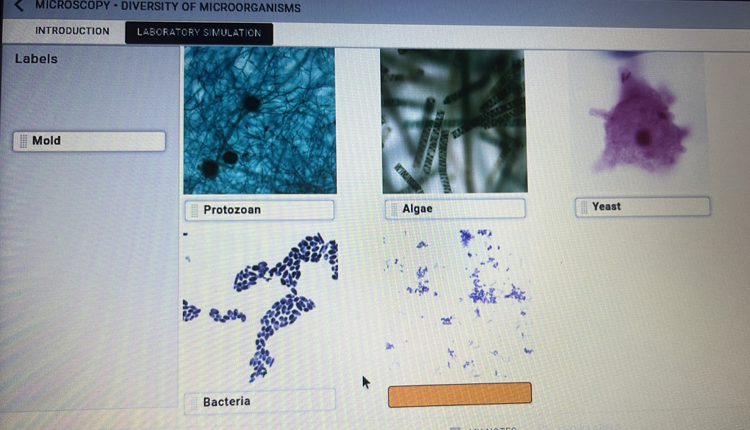 MICROSCOPY - DIVERSITY OF MICROORGANISMS 
INTRODUCTION LABORATORY SIMULATION 
Labels 
Mold 
Protozoan Algae Yeast 
Bacteria