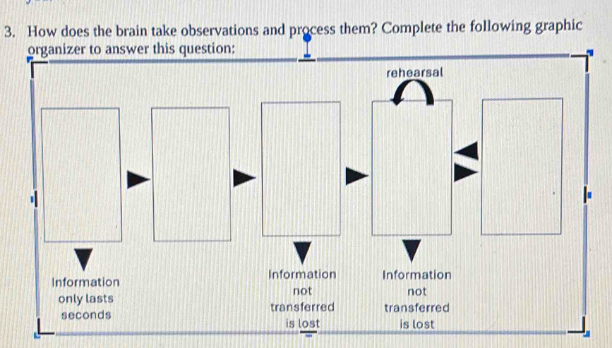 Solved: How does the brain take observations and process them? Complete ...