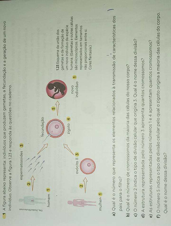 A figura abaixo representa: indivíduos que produzem gametas, a fecundação e a geração de um novo 
indivíduo. Observe a figura 1.23 e responda às questões no caderno. 
23 Esquema da união dos 
metas e da formação de 
m novo indivíduo da espécie 
umana. (Gametas e outras células 
o microscópicos. Elementos 
presentados em tamanhos 
ão proporcionais entre si. 
ores fantasia.) 
a) Qual é o número que representa os elementos relacionados à transmissão de características dos 
pais para o filho? 
b) Qual é o número de cromossomos da maioria das células do nosso corpo? 
c) O número 2 indica o tipo de divisão celular que origina 3. Qual é o nome dessa divisão? 
d) A estrutura representada pelo número 3 apresenta quantos cromossomos? 
e) As estruturas representadas pelos números 1 e 4 apresentam quantos cromossomos? 
f) O número 5 indica o tipo de divisão celular pelo qual o zigoto origina a maioria das células do corpo. 
Qual é o nome dessa divisão?