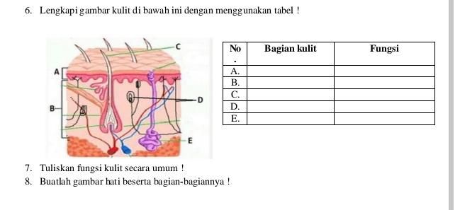 Lengkapi gambar kulit di bawah ini dengan menggunakan tabel ! 
7. Tuliskan fungsi kulit secara umum ! 
8. Buatlah gambar hati beserta bagian-bagiannya !