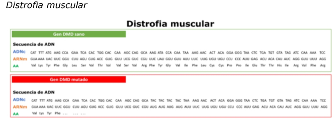 Resuelto:Distrofia muscular Distrofia muscular Gen DMD sano Secuencia ...