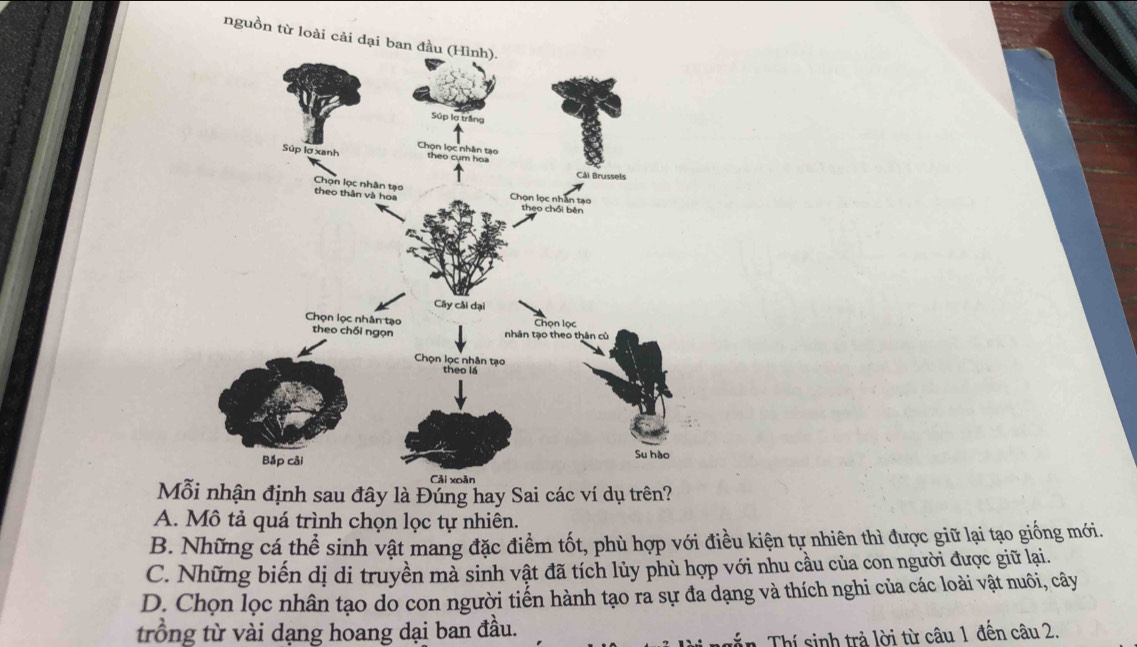 nguồn từ loài cải dại
Mỗi nhận định sau đây là Đúng hay Sai các ví dụ trên?
A. Mô tả quá trình chọn lọc tự nhiên.
B. Những cá thể sinh vật mang đặc điểm tốt, phù hợp với điều kiện tự nhiên thì được giữ lại tạo giống mới.
C. Những biến dị di truyền mà sinh vật đã tích lủy phù hợp với nhu cầu của con người được giữ lại.
D. Chọn lọc nhân tạo do con người tiển hành tạo ra sự đa dạng và thích nghi của các loài vật nuôi, cây
trồng từ vài dạng hoang dại ban đầu.
Tủn Thí sinh trả lời từ câu 1 đến câu 2.