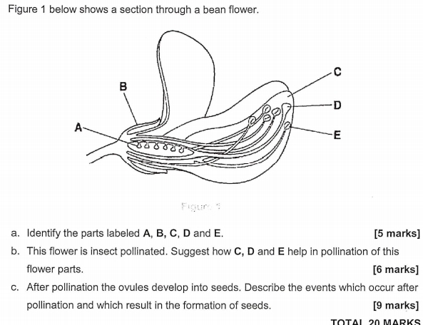 Solved: Figure 1 below shows a section through a bean flower. Figure 1 a.  Identify the parts lab [Biology]