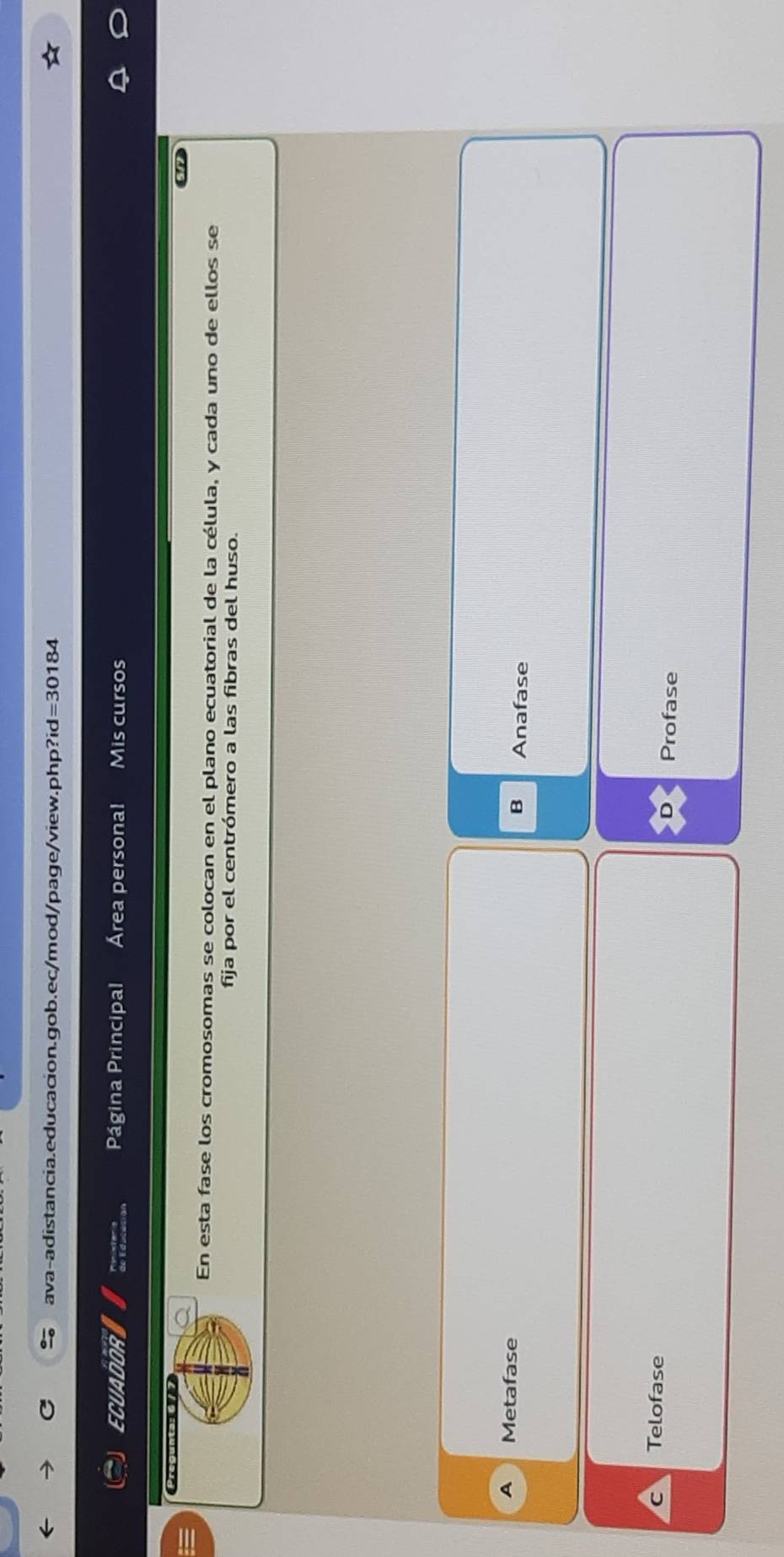 ECUADDR Página Principal Área personal Mis cursos
Preguntas G
En esta fase los cromosomas se colocan en el plano ecuatorial de la célula, y cada uno de ellos se
fija por el centrómero a las fibras del huso.
A Metafase Anafase
B
Telofase Profase